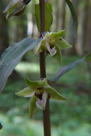 Epipactis purpurata